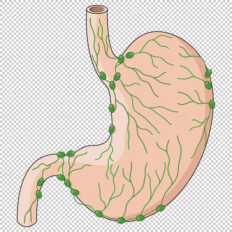 Lymfatický systém žaludku vektor
