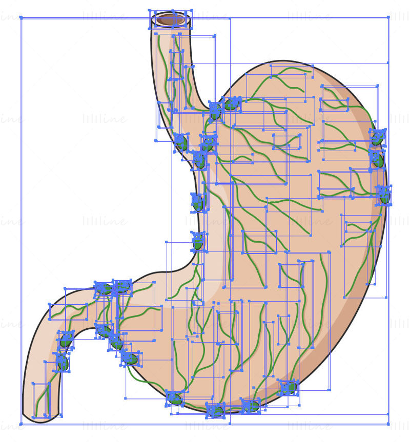 胃的淋巴系统矢量科研绘图