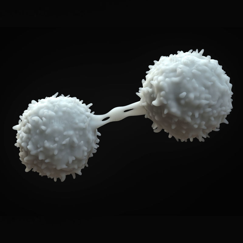 Лимфоциты 3D модель