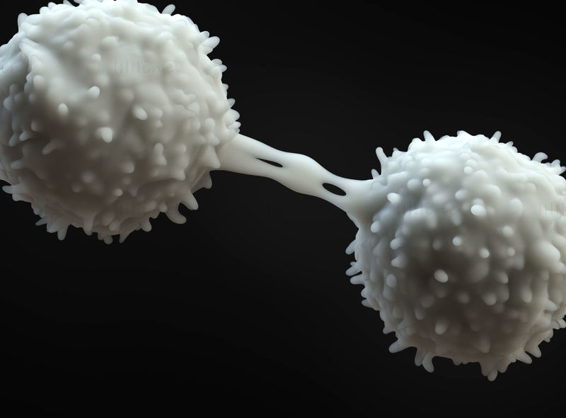 Modello 3D dei linfociti