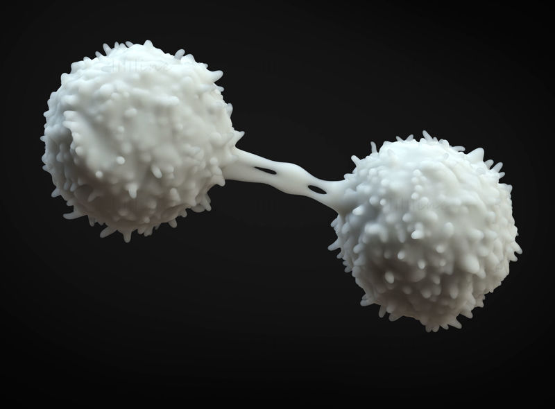 Lymfocyten 3D-model