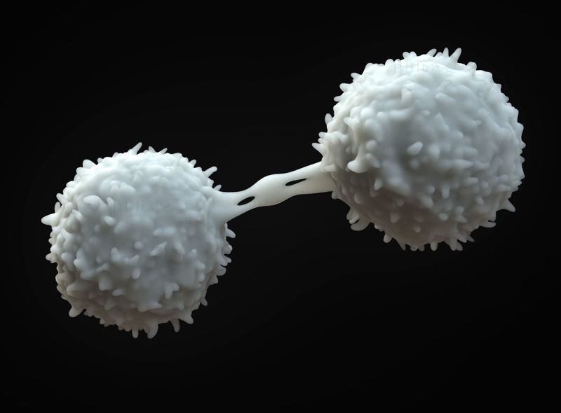 Lymfocytter 3D-modell