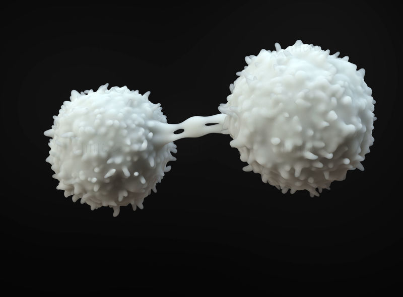 Lymfocytter 3D-modell