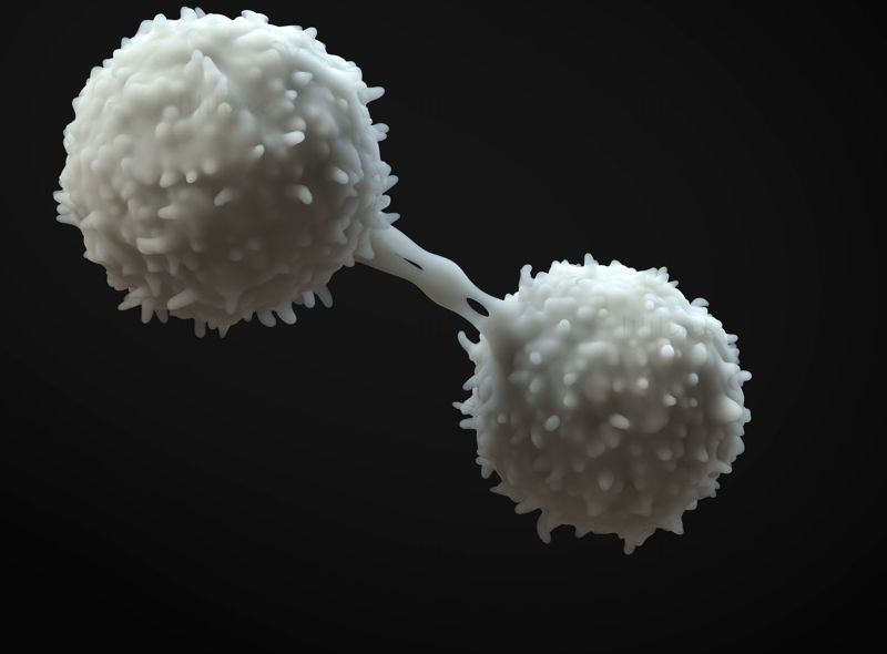 Modello 3D dei linfociti