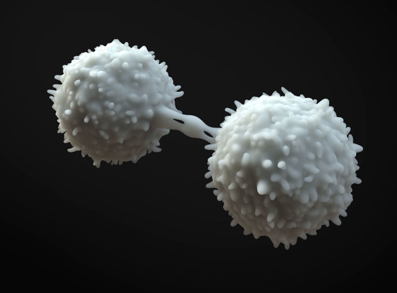 Modelo 3D de linfocitos
