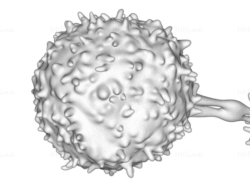 3D model lymfocytů