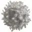 Lymphocytes b-cell medical illustration