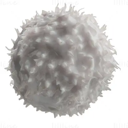 Lymphocytes Basophil medical illustration