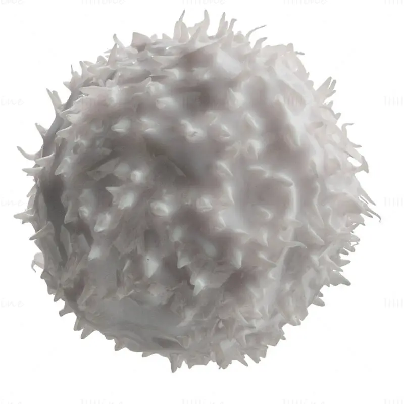 Lymphocytes Basophil medical illustration