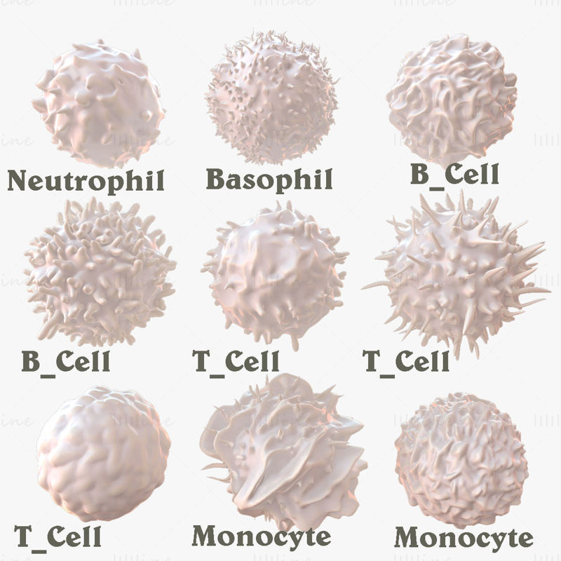 Limfociták Neutrophil Basophil B-sejtek T-sejtek Monocita 3D-modell