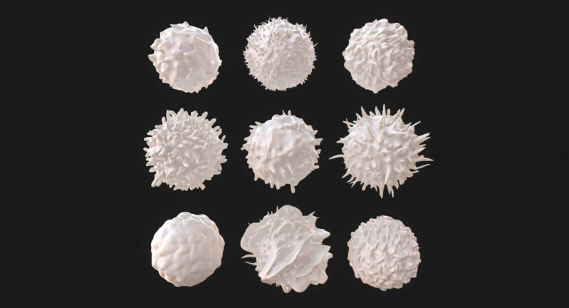 Лимфоцити Неутрофили Базофили В-клетки Т-клетки Моноцити 3D модел