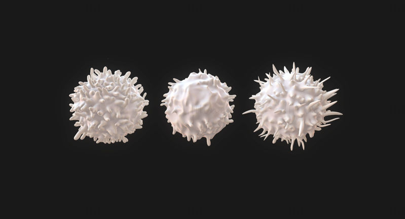 Lenfositler Nötrofil Bazofil B hücreleri T hücreleri Monosit 3D Modeli