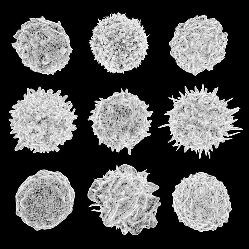 Lenfositler Nötrofil Bazofil B hücreleri T hücreleri Monosit 3D Modeli
