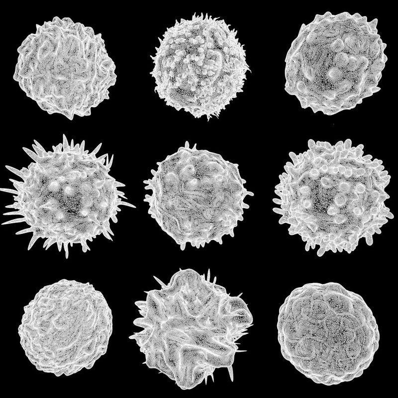 Lymphozyten Neutrophile Basophile B-Zellen T-Zellen Monozyten 3D-Modell
