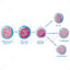 Lymphopoiesis vector