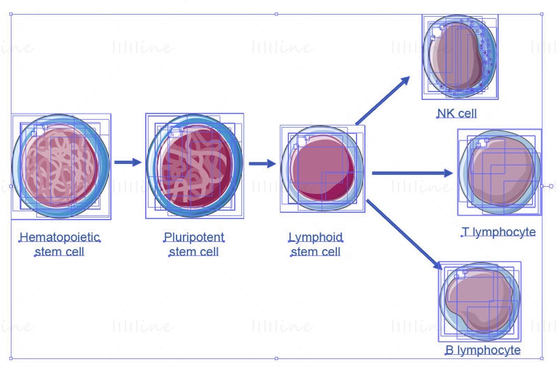 Lymphopoiesis vector