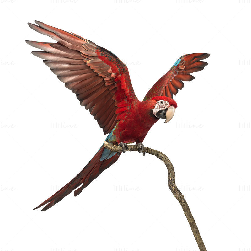 金刚鹦鹉拍打翅膀 PNG