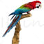 Macaws PNG