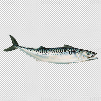 سمك الماكريل png