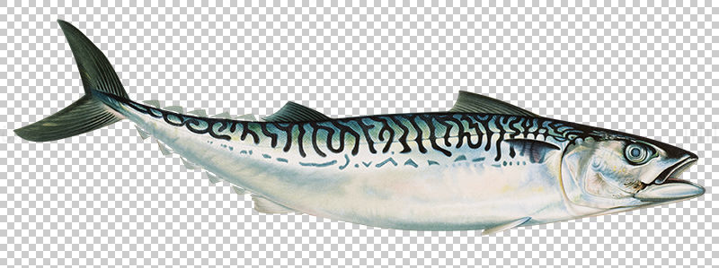 Mackerel fish png
