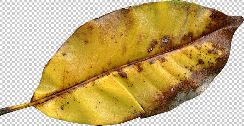 Magnolia Fall leaf png