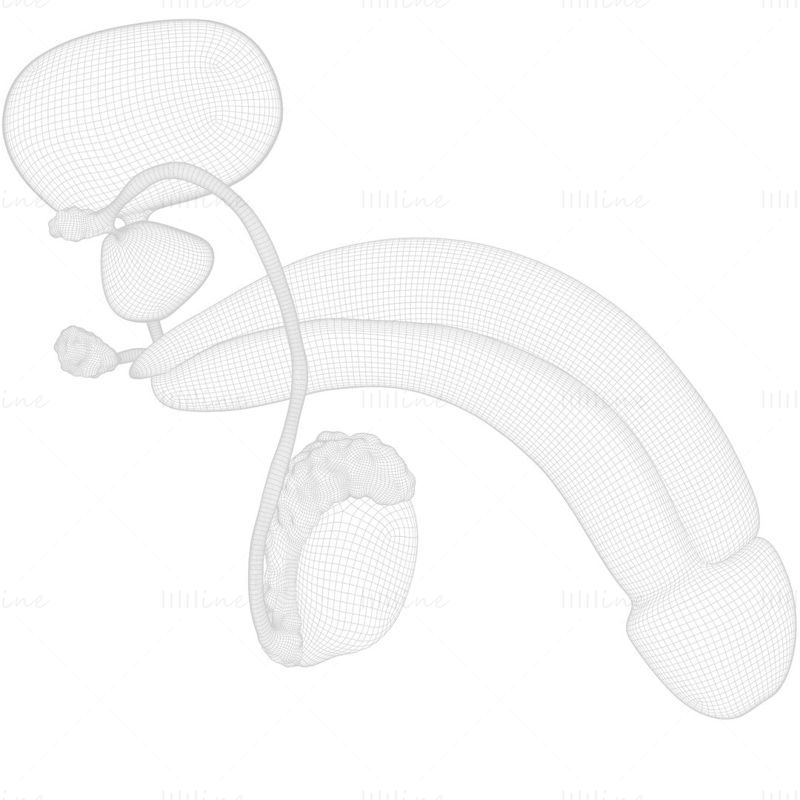 Modelo 3D del sistema reproductor masculino