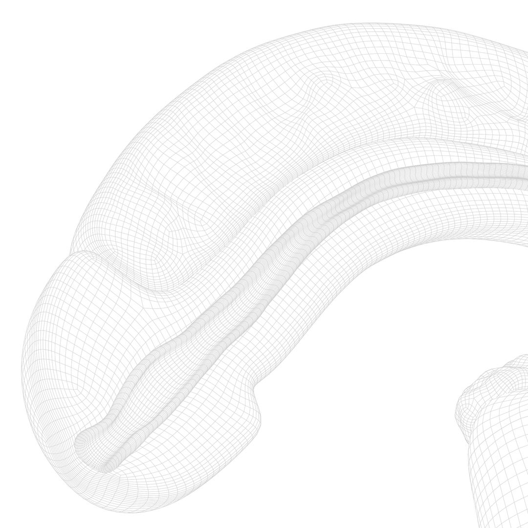 Male reproductive system 3d model