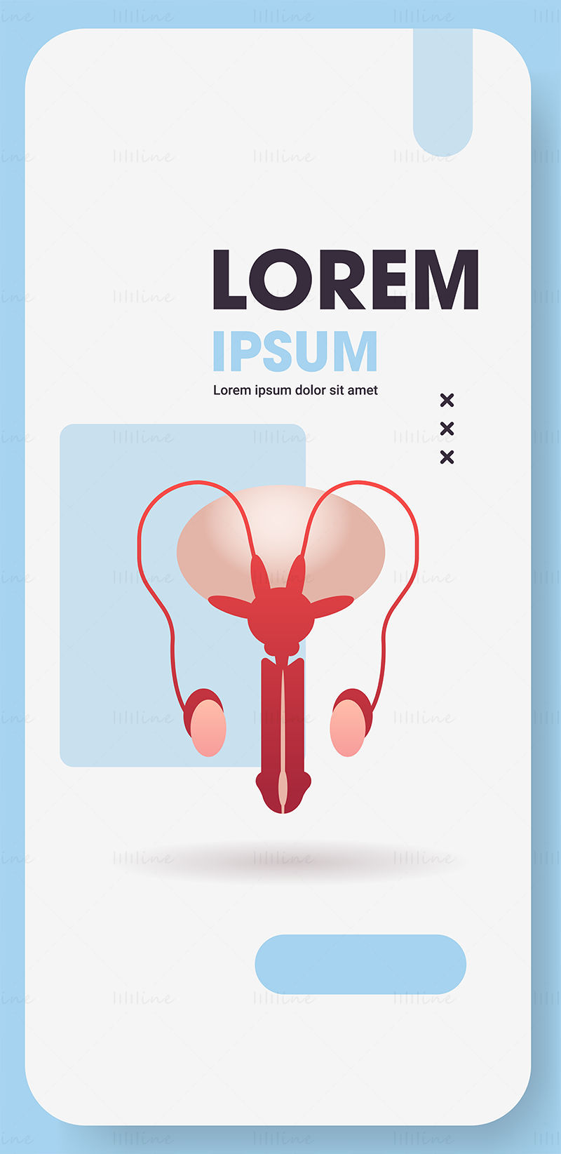 Male reproductive system illustration