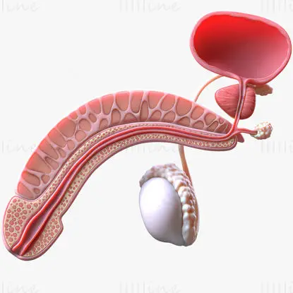 Male reproductive system medical illustration