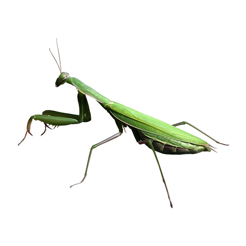 Mantis png picture