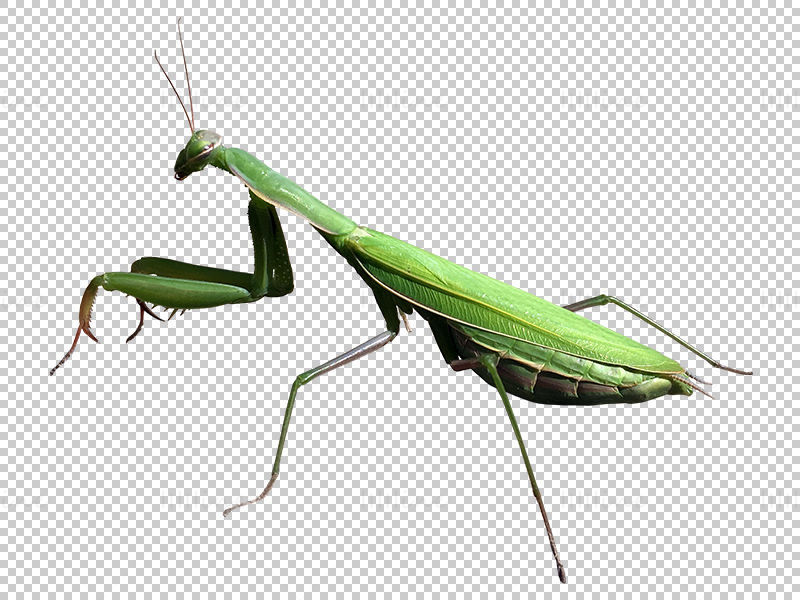 Mantis png