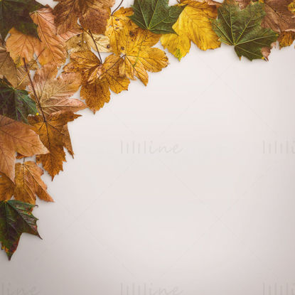 Maple Leaf background