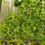 Maple photo