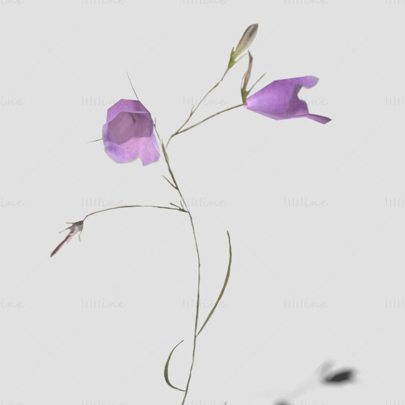 پک مدل سه بعدی Meadowbell Flower