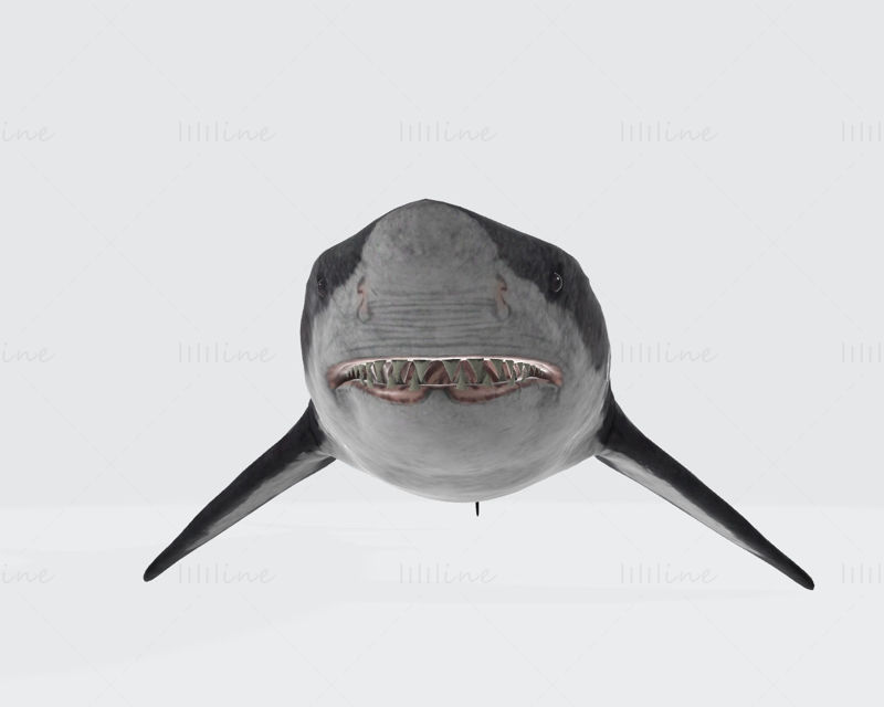 Megalodon Shark 3D Printing Model