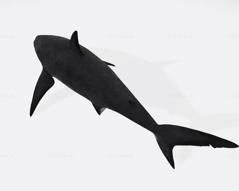 Megalodon Shark 3D Printing Model