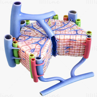 Mikroskopická anatomie jater 3D model