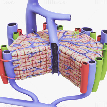 Modelo 3D de anatomia microscópica do fígado (com texto)