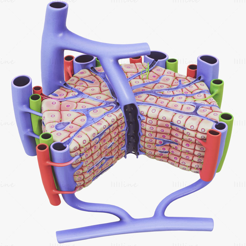 Microscopic Anatomy Of Liver 3D Model (With Text)