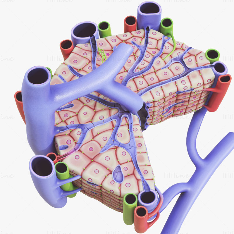 Anatomia microscopică a ficatului Model 3D (cu text)