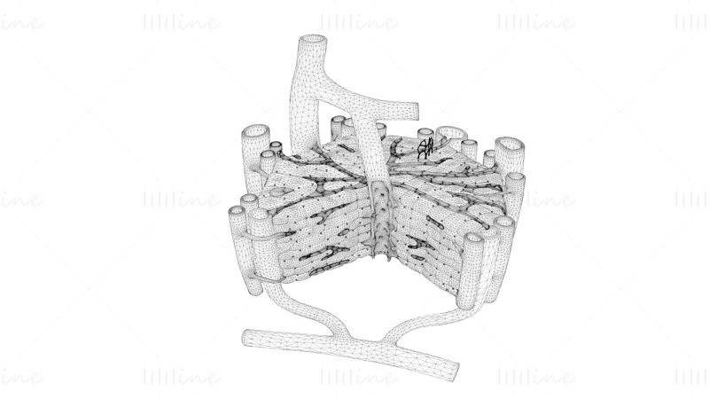 Anatomia microscopică a ficatului Model 3D (cu text)