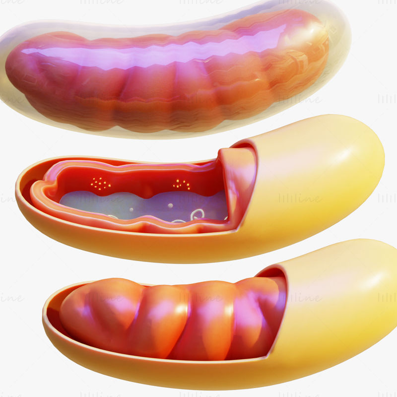 Mitochondries modèle 3D