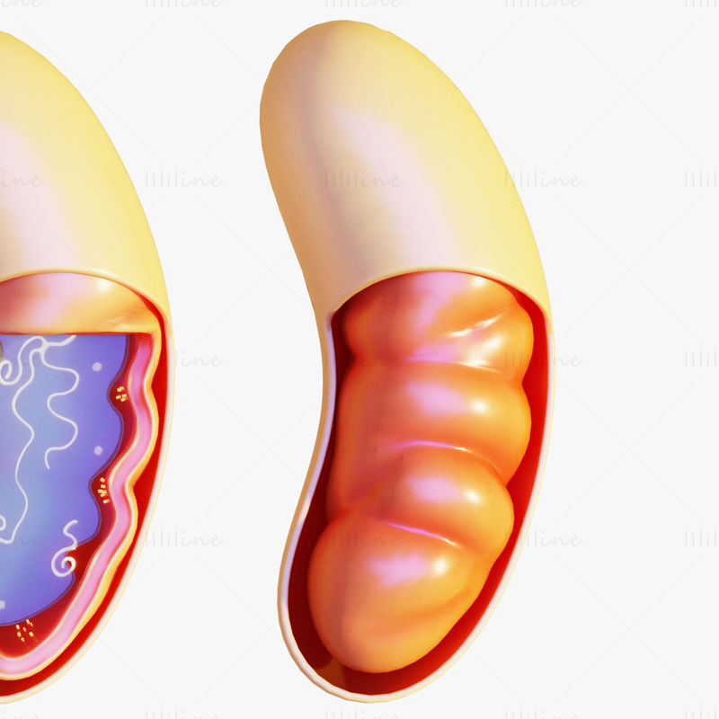 Modelo 3D de mitocondrias