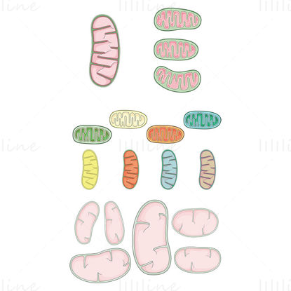 Vecteur de mitochondries