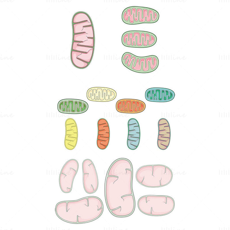 vetor de mitocôndrias