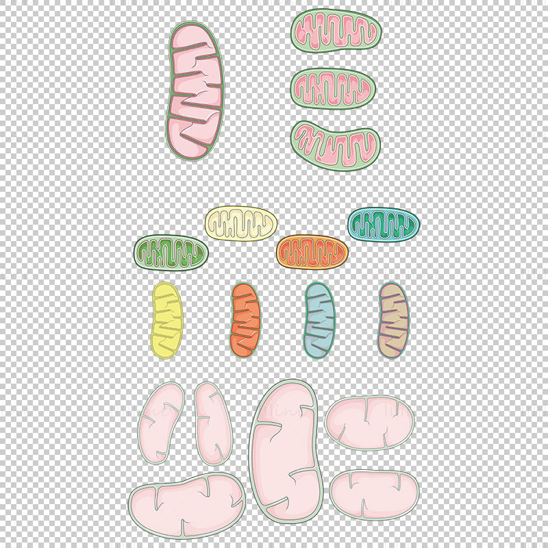 Vektor mitochondrií