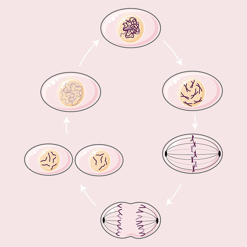 Mitosis vector illustration