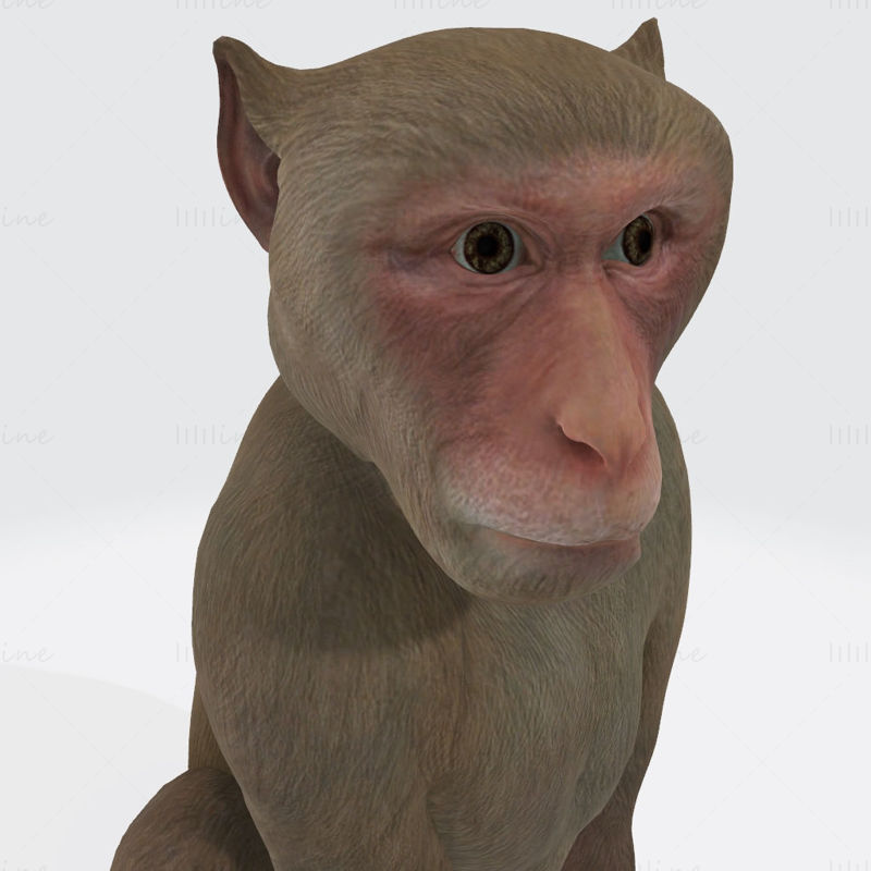 3D-Druckmodell eines Affen