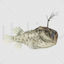 Monkfish png