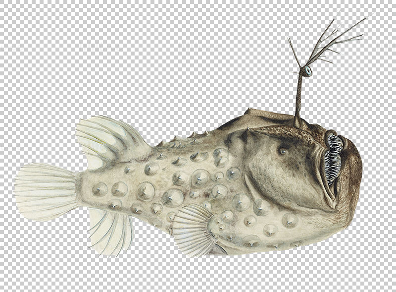Monkfish png